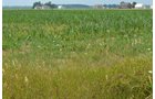 Property photo 17 - 51.5 Acres Offered in 5 tracts, 2 Farm Sites
